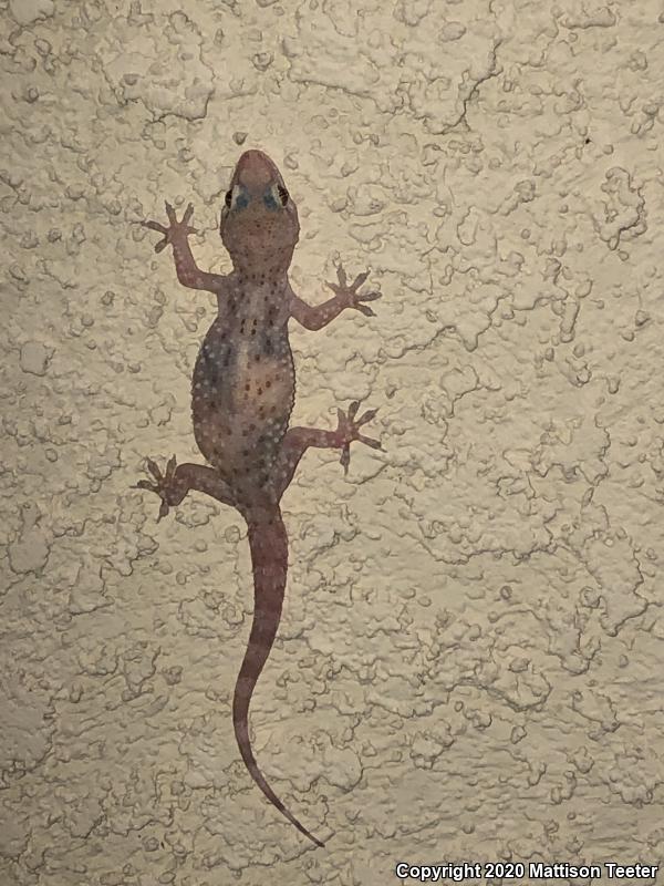 Turkish House Gecko (Hemidactylus turcicus turcicus)