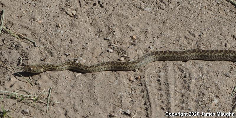 Pacific Gopher Snake (Pituophis catenifer catenifer)