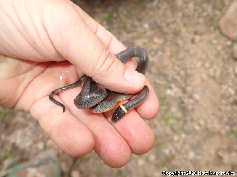 Northern Ring-necked Snake (Diadophis punctatus edwardsii)