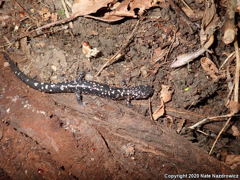 Northern Slimy Salamander (Plethodon glutinosus)