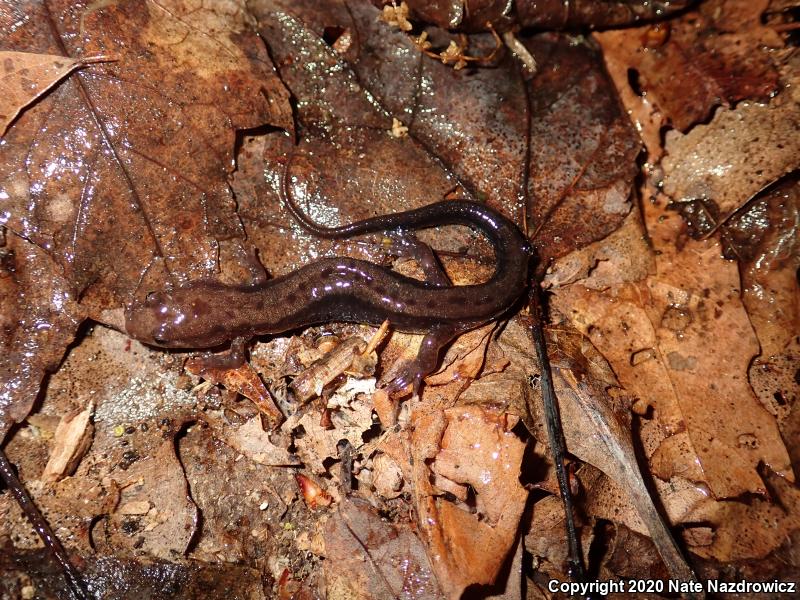 Allegheny Mountain Dusky Salamander (Desmognathus ochrophaeus)