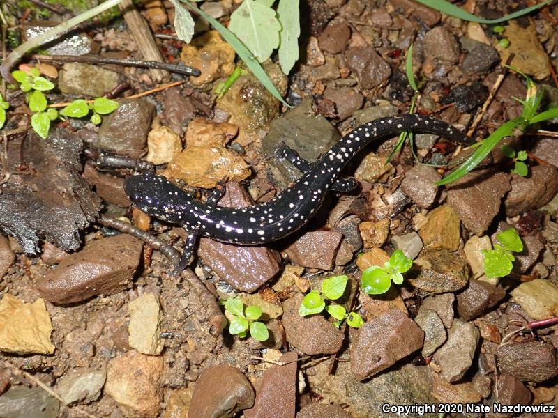 Northern Slimy Salamander (Plethodon glutinosus)