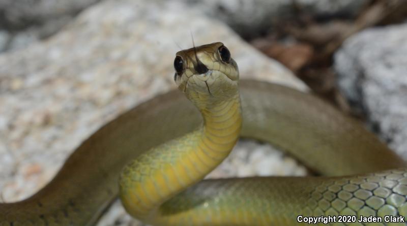 Western Yellow-bellied Racer (Coluber constrictor mormon)