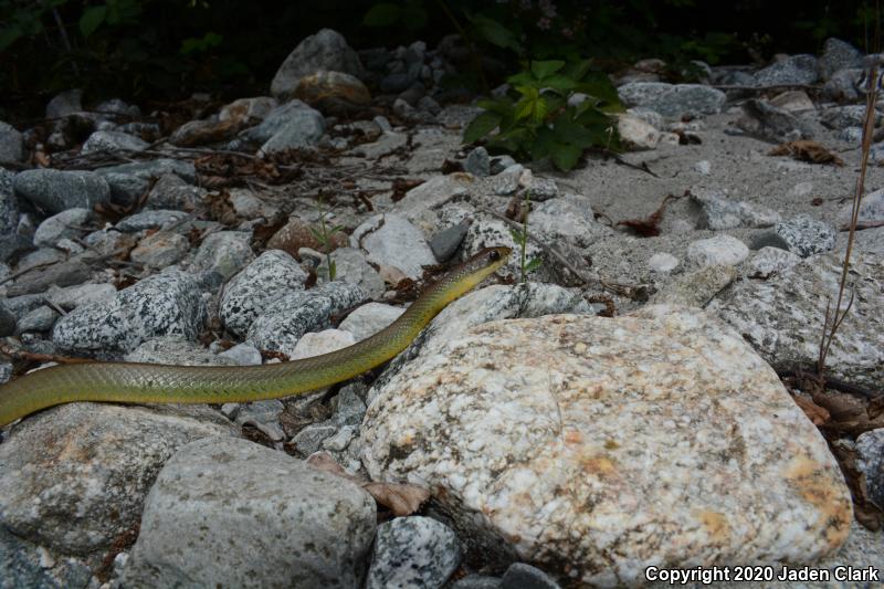 Western Yellow-bellied Racer (Coluber constrictor mormon)