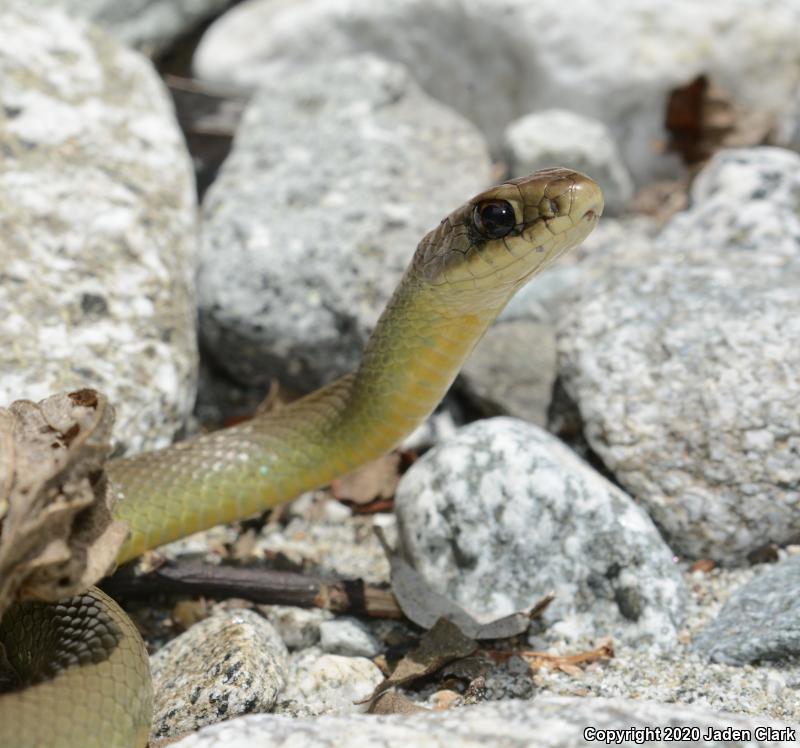 Western Yellow-bellied Racer (Coluber constrictor mormon)