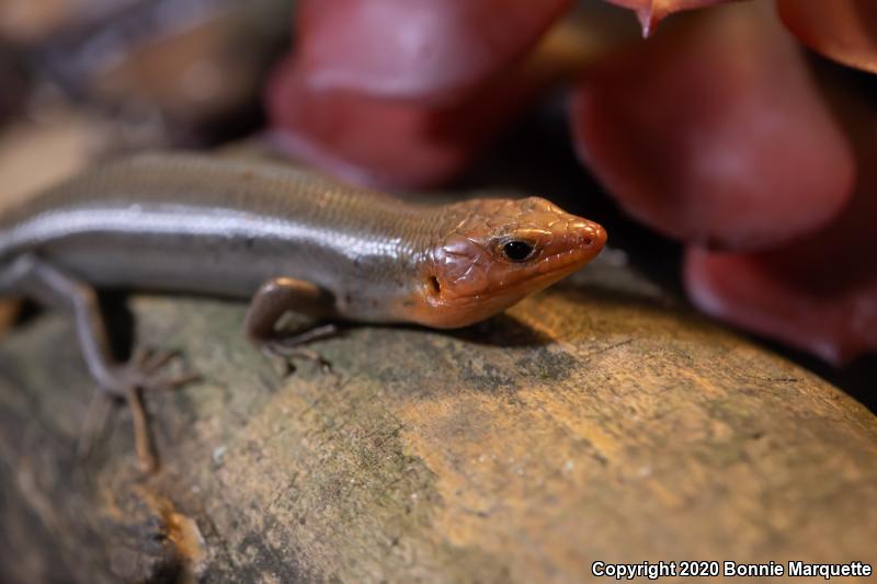 Broadhead Skink (Plestiodon laticeps)