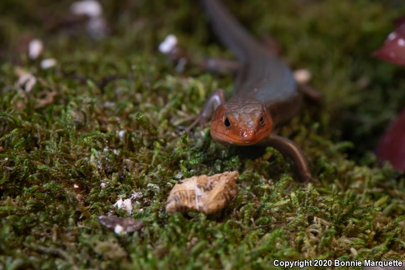 Broadhead Skink (Plestiodon laticeps)