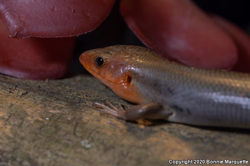 Broadhead Skink (Plestiodon laticeps)