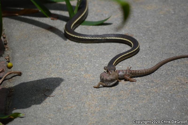 California Striped Racer (Coluber lateralis lateralis)