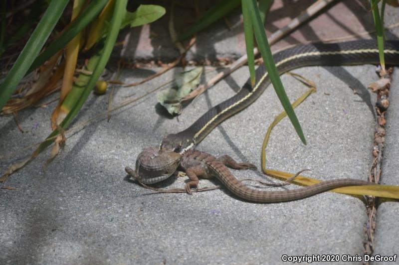 California Striped Racer (Coluber lateralis lateralis)