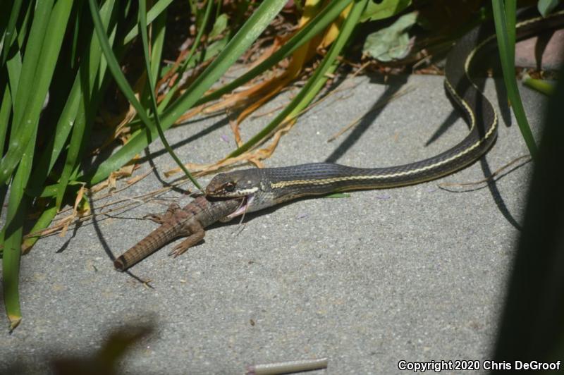 California Striped Racer (Coluber lateralis lateralis)