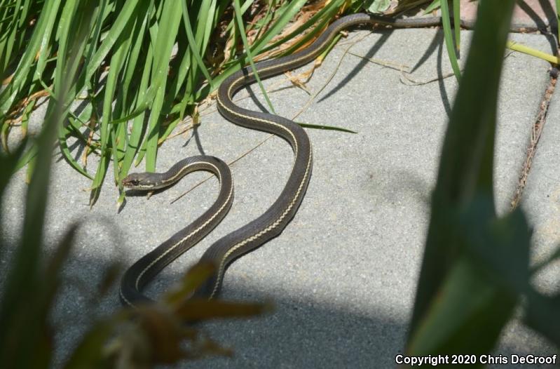 California Striped Racer (Coluber lateralis lateralis)