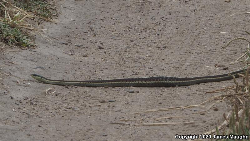 Coast Gartersnake (Thamnophis elegans terrestris)