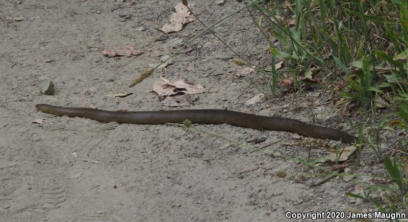 Northern Rubber Boa (Charina bottae)