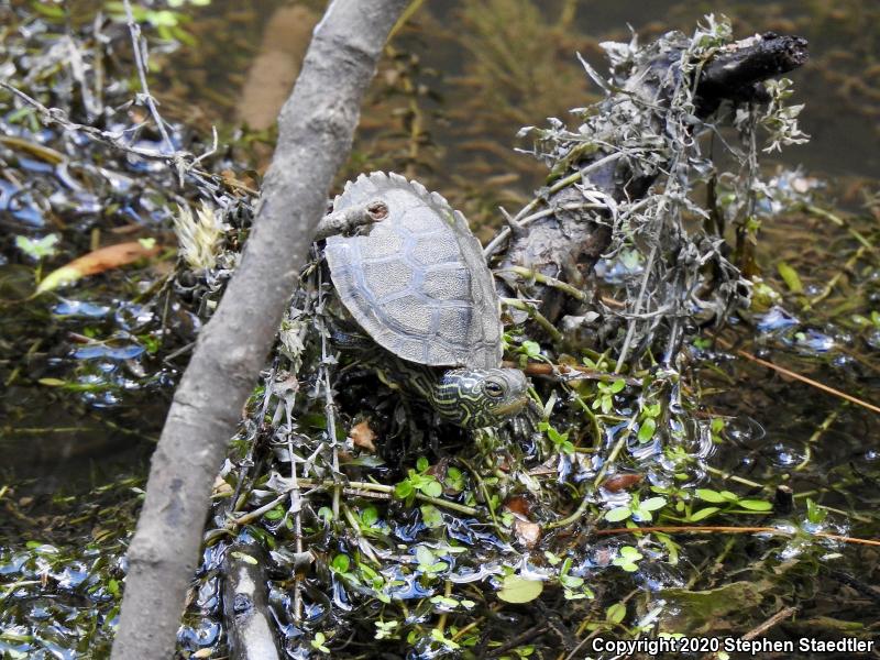 Northern Map Turtle (Graptemys geographica)