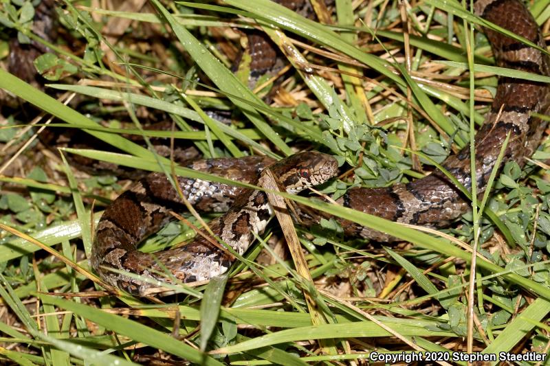 Eastern Milksnake (Lampropeltis triangulum triangulum)