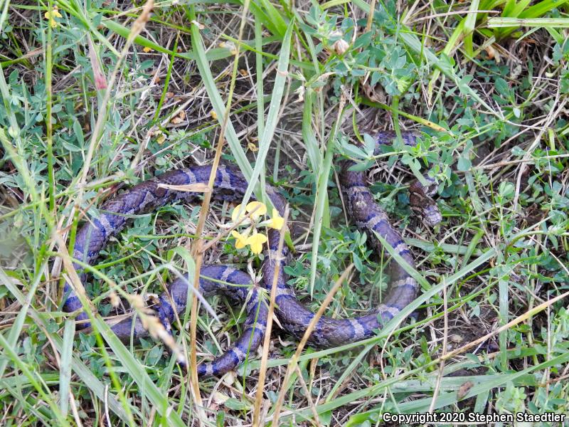 Eastern Milksnake (Lampropeltis triangulum triangulum)