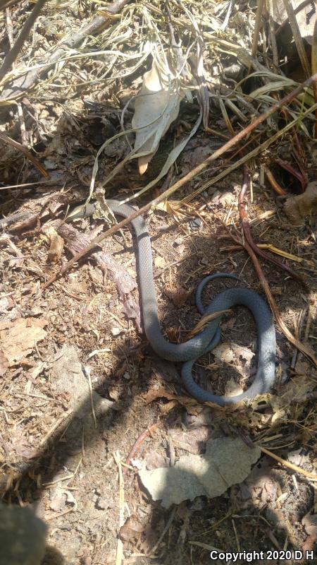 Northern Ring-necked Snake (Diadophis punctatus edwardsii)