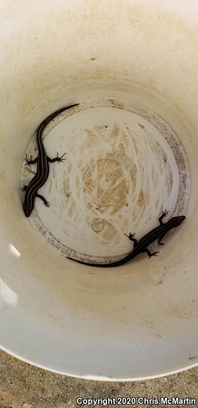 Five-lined Skink (Plestiodon fasciatus)