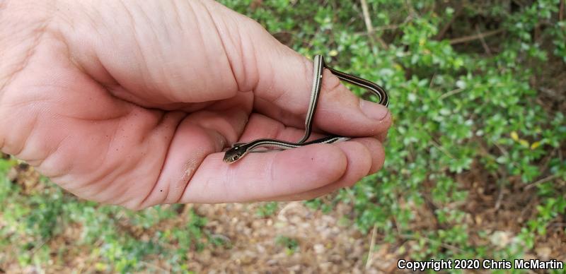 Gulf Coast Ribbonsnake (Thamnophis proximus orarius)