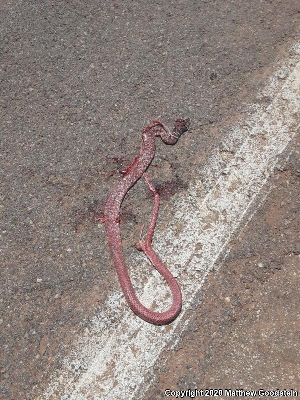 Red Racer (Coluber flagellum piceus)