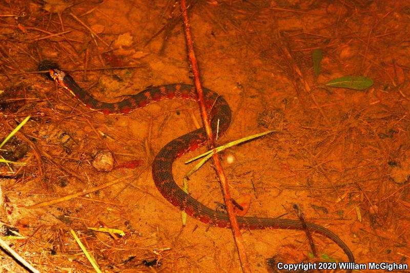 Banded Watersnake (Nerodia fasciata fasciata)