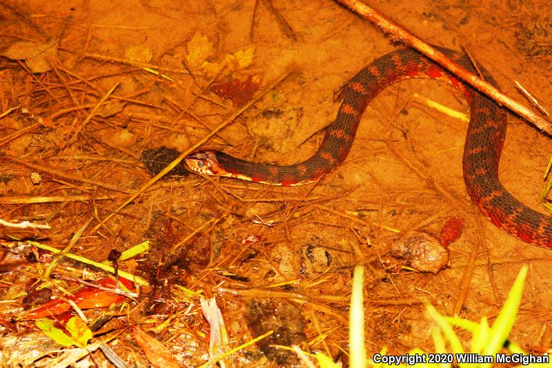 Banded Watersnake (Nerodia fasciata fasciata)