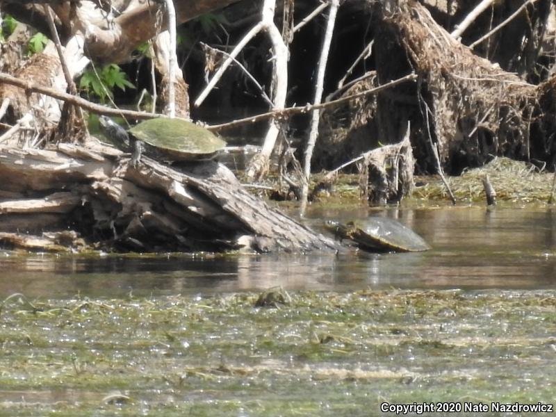 Northern Map Turtle (Graptemys geographica)