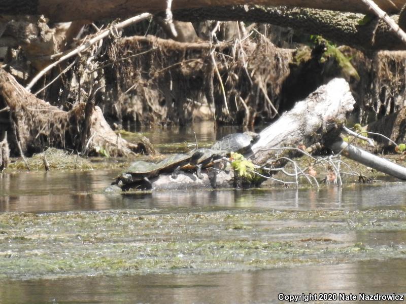 Northern Map Turtle (Graptemys geographica)