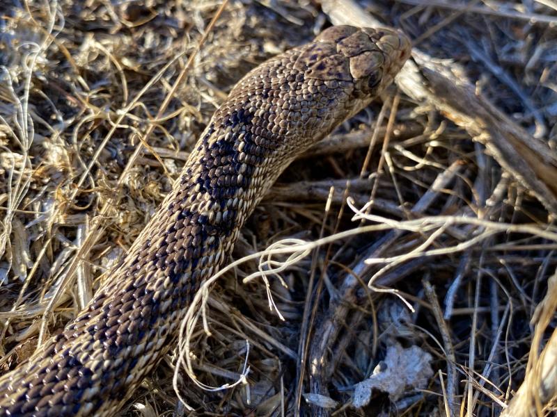 Great Basin Gopher Snake (Pituophis catenifer deserticola)