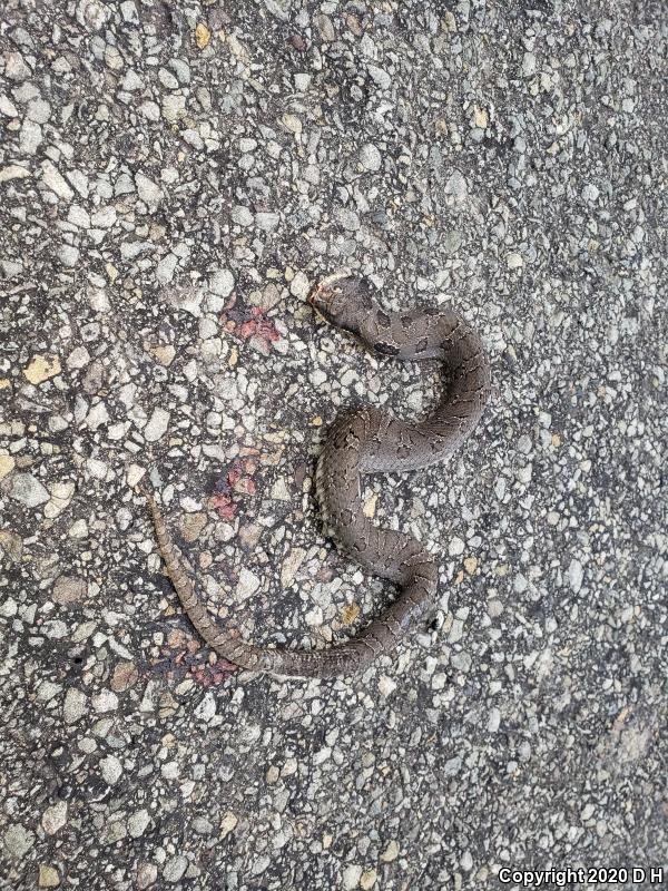 Eastern Hog-nosed Snake (Heterodon platirhinos)