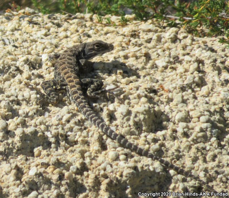 Cope's Leopard Lizard (Gambelia copei)