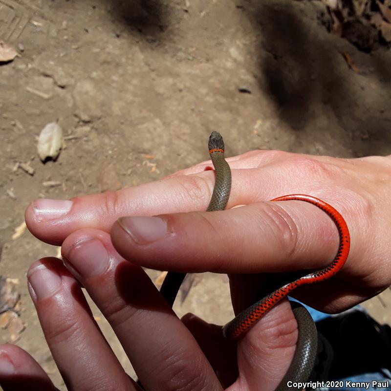 Pacific Ring-necked Snake (Diadophis punctatus amabilis)