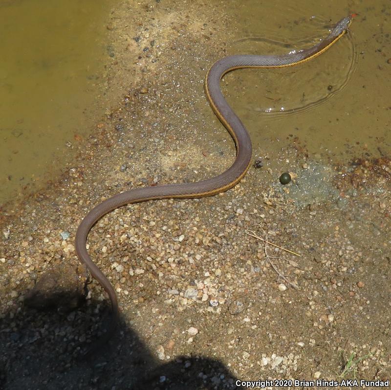 Two-striped Gartersnake (Thamnophis hammondii)