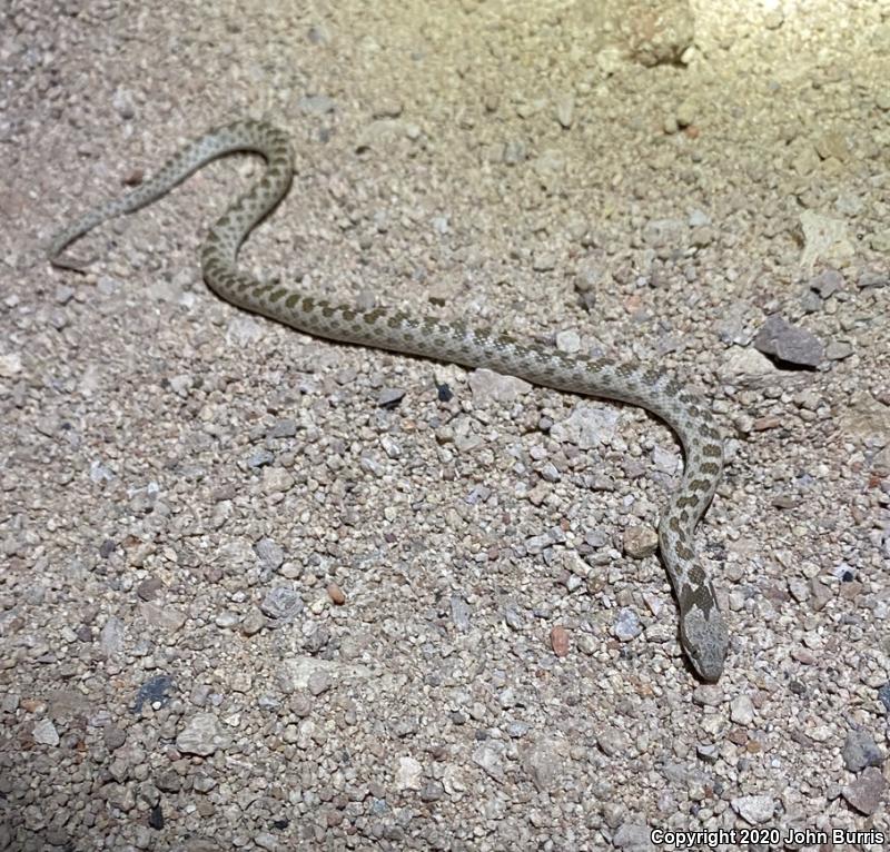 Collar Nightsnake (Hypsiglena torquata)