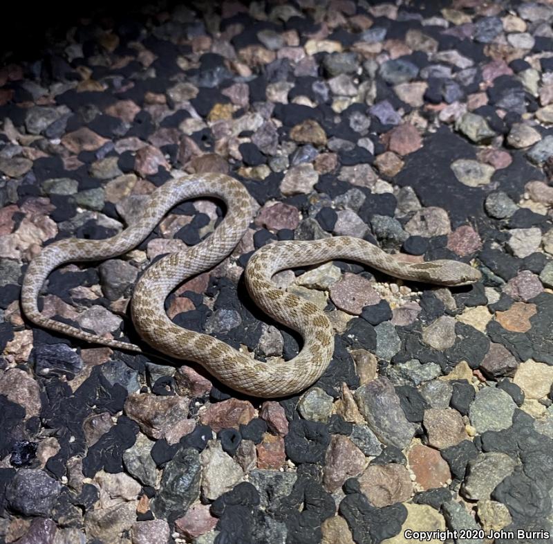 Collar Nightsnake (Hypsiglena torquata)