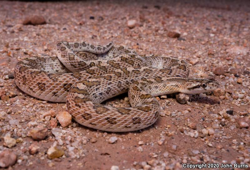 Arizona Glossy Snake (Arizona elegans noctivaga)