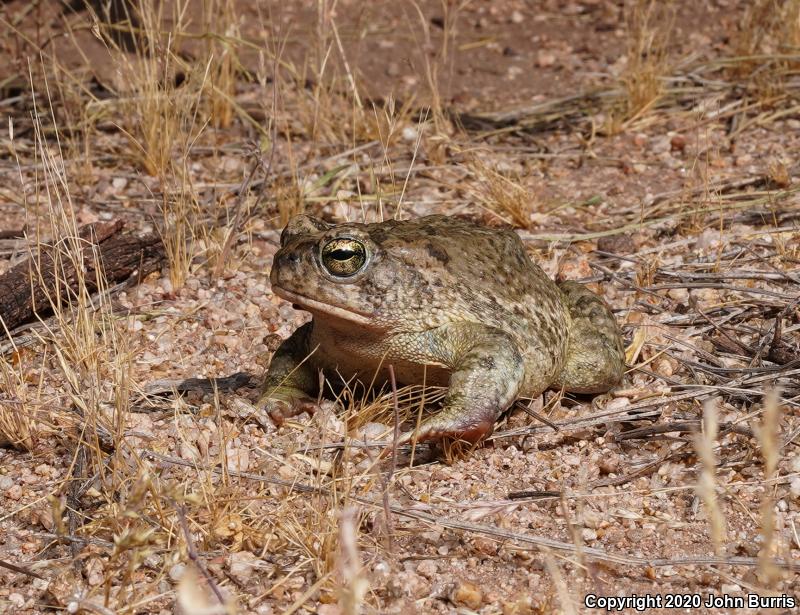 Arizona Toad (Anaxyrus microscaphus)