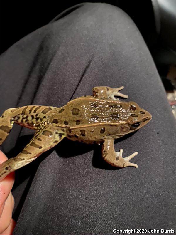 Plains Leopard Frog (Lithobates blairi)