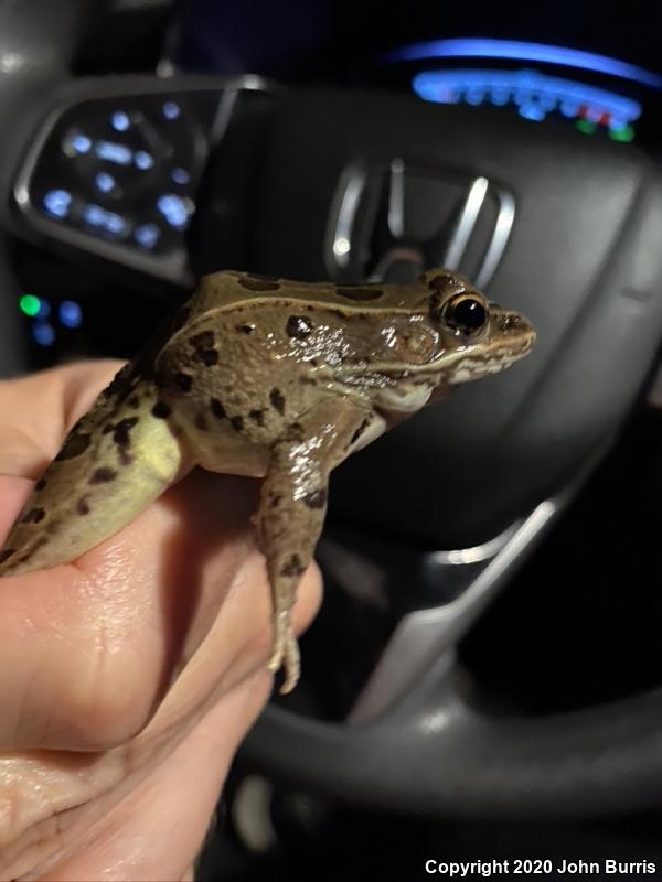 Plains Leopard Frog (Lithobates blairi)