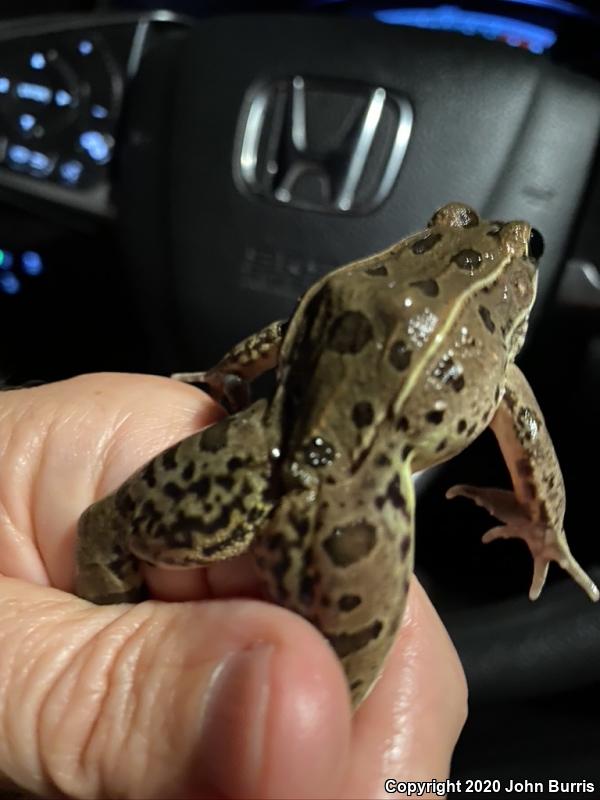 Plains Leopard Frog (Lithobates blairi)