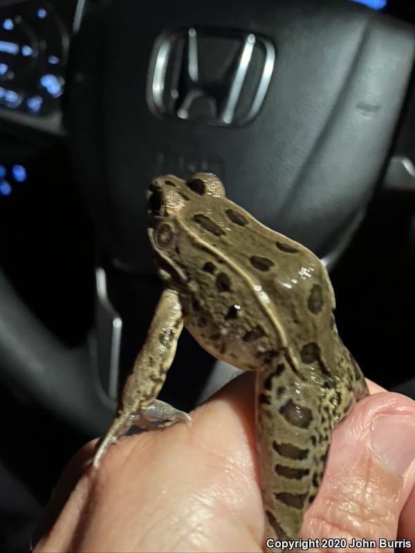 Plains Leopard Frog (Lithobates blairi)