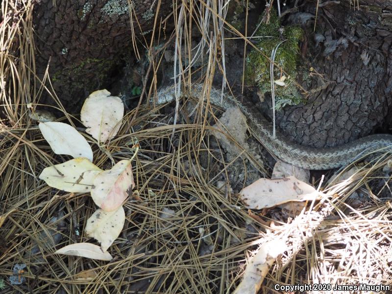 Pacific Gopher Snake (Pituophis catenifer catenifer)