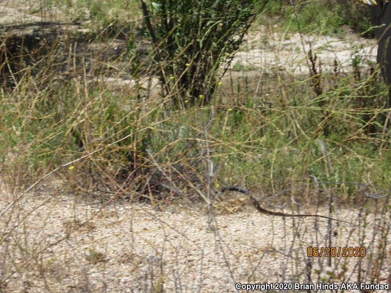 Baja California Coachwhip (Coluber fuliginosus)