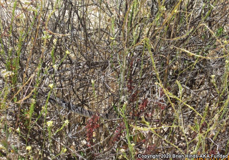 Baja California Coachwhip (Coluber fuliginosus)