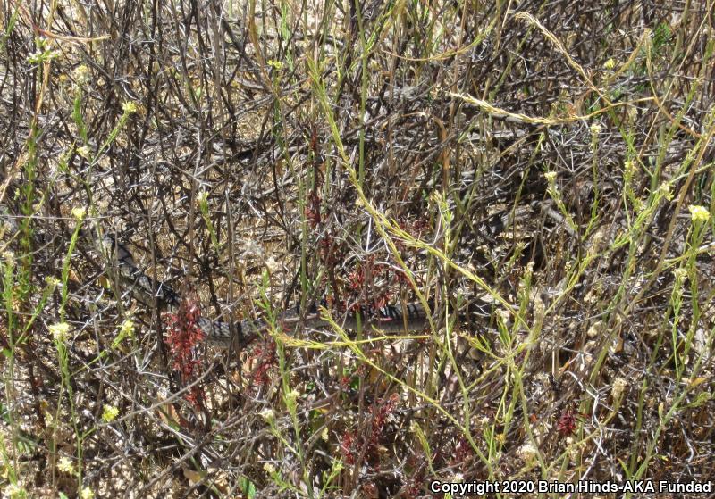 Baja California Coachwhip (Coluber fuliginosus)