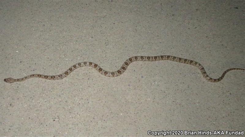 Baja California Lyresnake (Trimorphodon biscutatus lyrophanes)