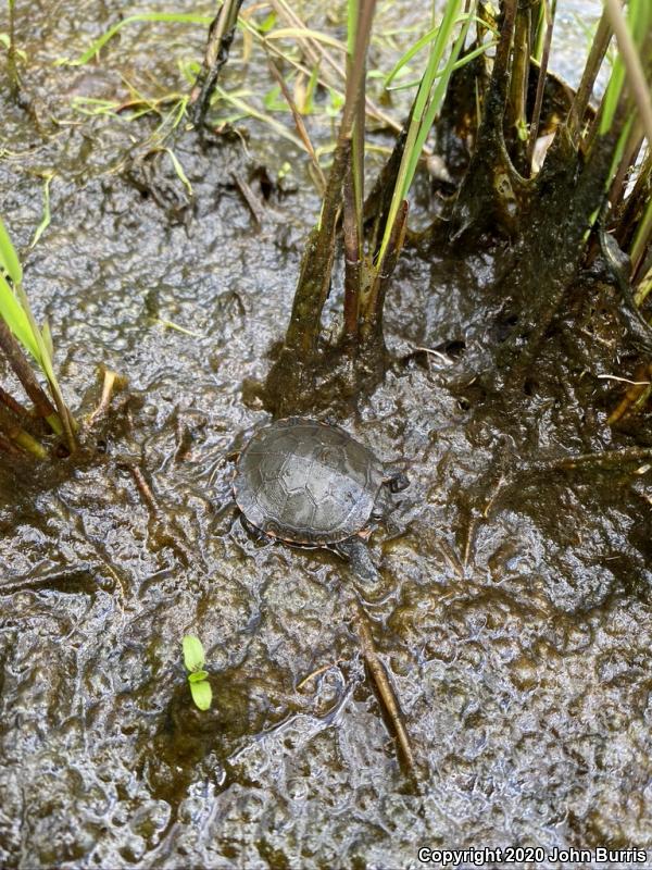 Midland Painted Turtle (Chrysemys picta marginata)