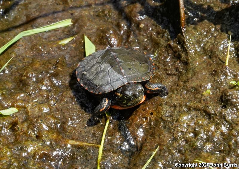 Midland Painted Turtle (Chrysemys picta marginata)