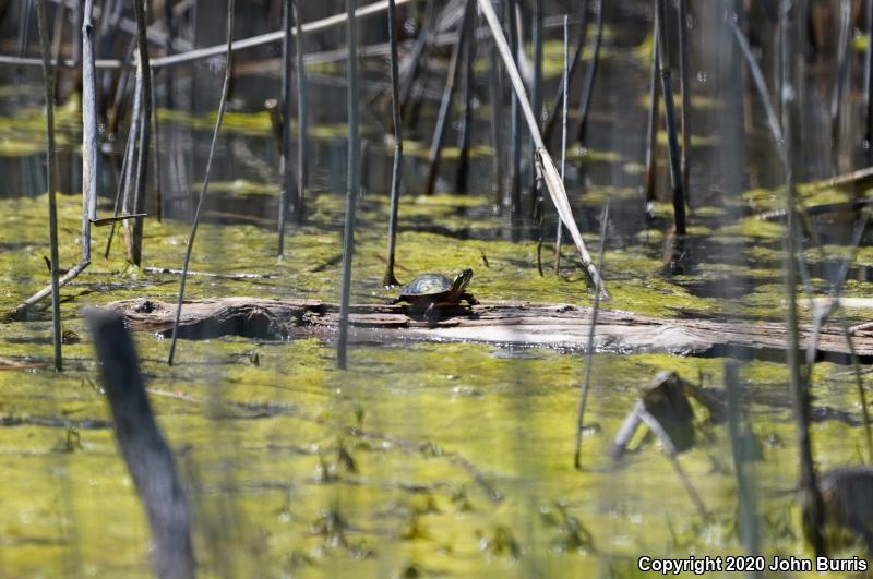 Midland Painted Turtle (Chrysemys picta marginata)